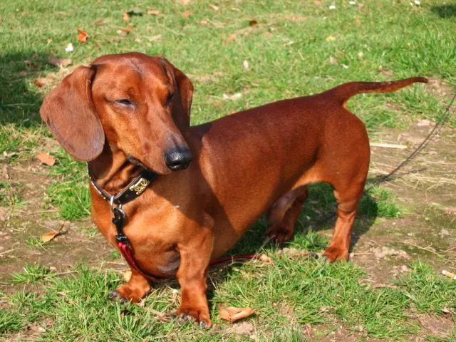 Dachshund thumbnail 2