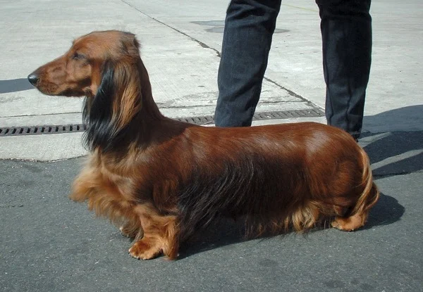 Dachshund full body photo