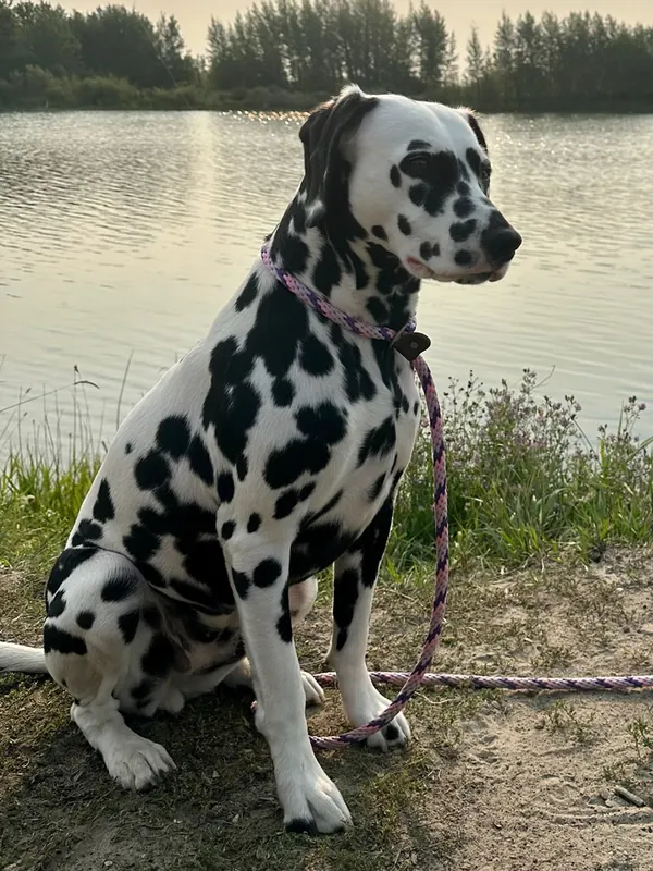 Dalmatian - Non-Sporting breed known for being Affectionate and Energetic