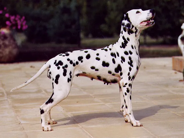 Dalmatian thumbnail 1