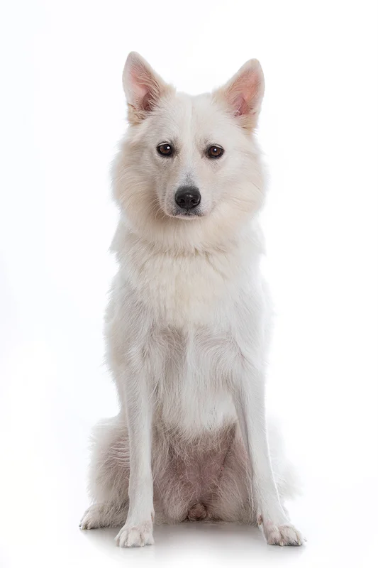 Danish Spitz - Dog breed similar to Smithfield