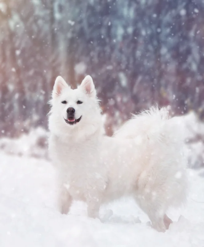 Danish Spitz photo thumbnail 2