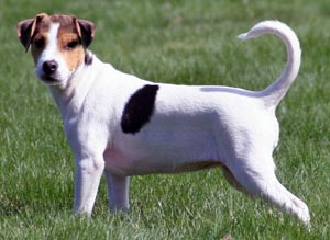 Danish-Swedish Farmdog photo thumbnail 2