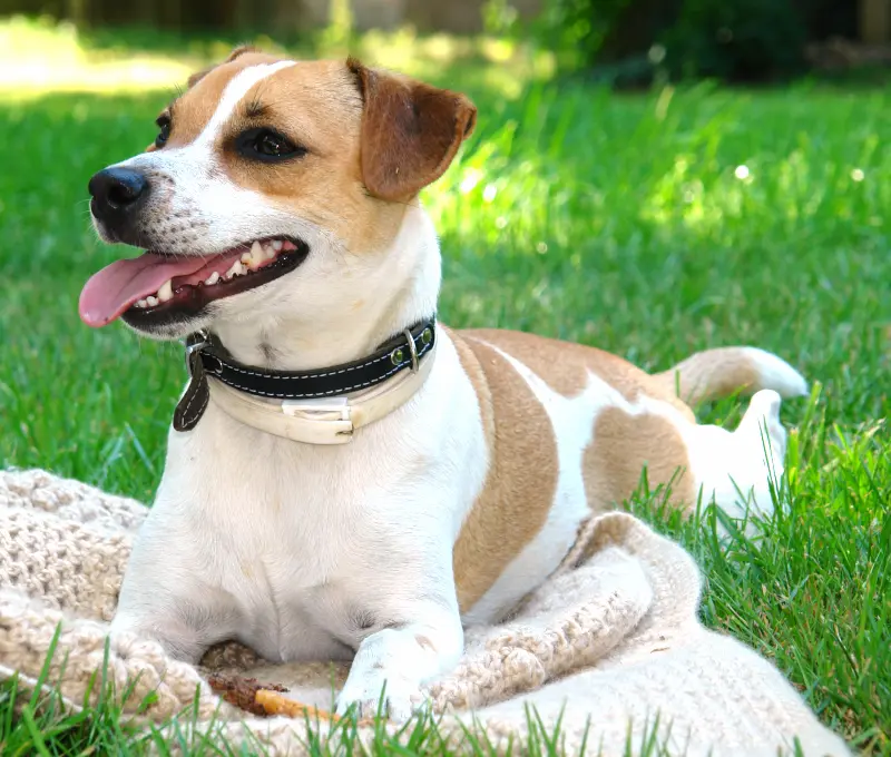 Danish-Swedish Farmdog close-up photo