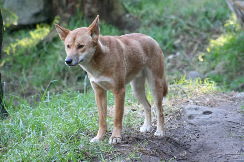 Dingo photo thumbnail 2