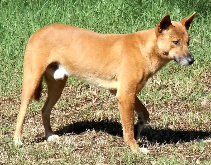 Dingo full body photo