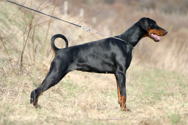 Dobermann - Working breed known for being Alert and Energetic