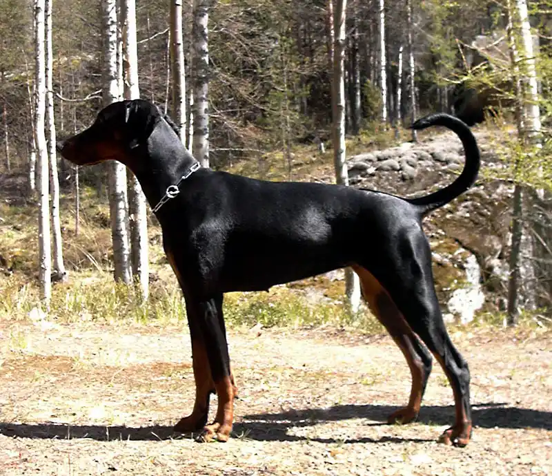 Dobermann thumbnail 3