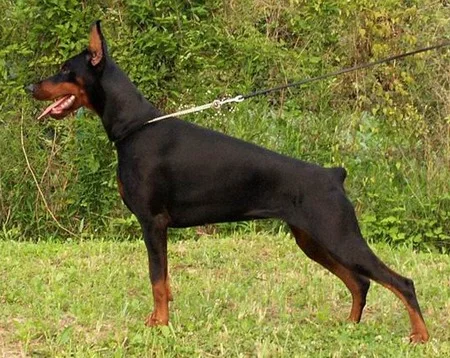 Dobermann photo thumbnail 5