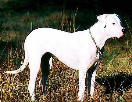 Dogo Argentino photo thumbnail 2