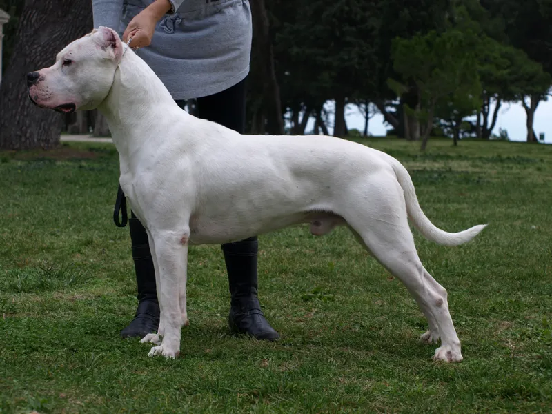 Dogo Argentino full body photo