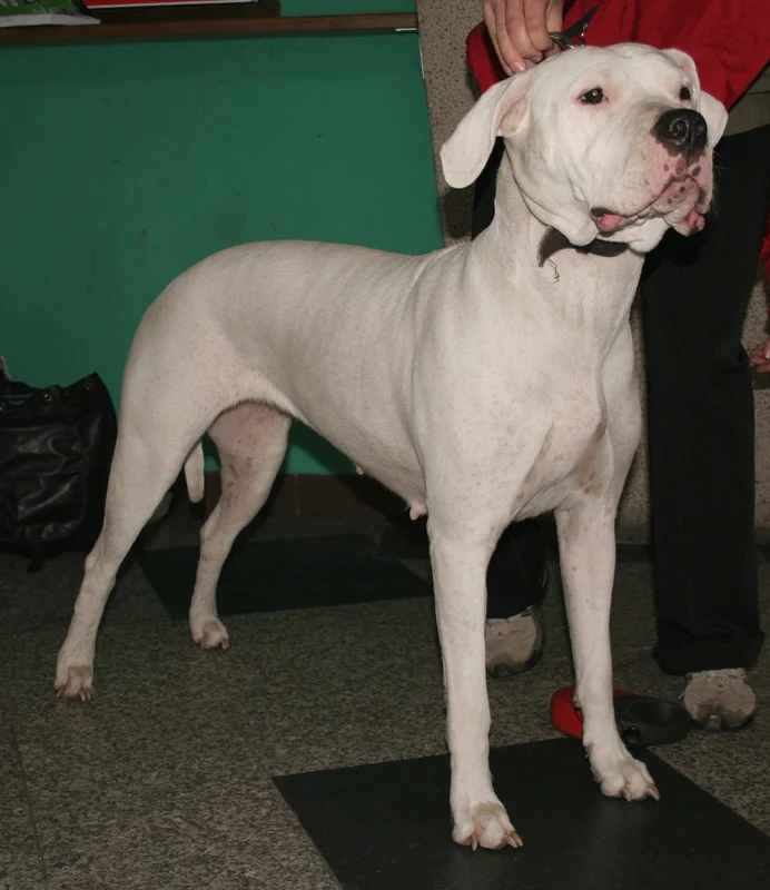 Dogo Argentino photo thumbnail 5