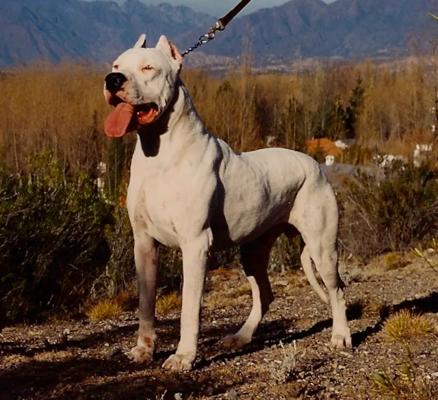 Dogo Argentino photo thumbnail 6