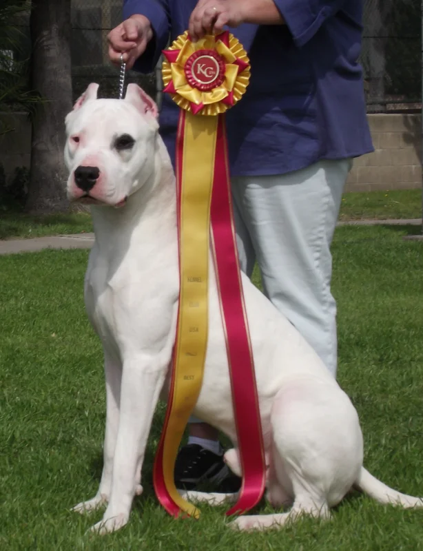 Dogo Argentino - Image 5