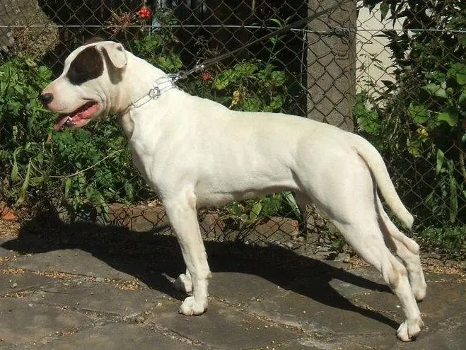 Dogue Brasileiro - Dog breed similar to Campeiro Bulldog