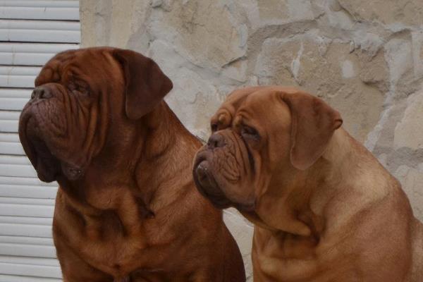 Dogue de Bordeaux full body photo