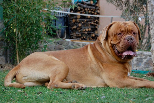 Dogue de Bordeaux photo thumbnail 5