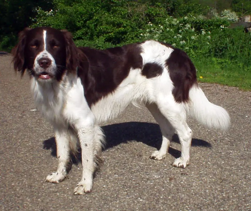 Drentse Patrijshond - Dog breed similar to Slovak Rough-haired Pointer