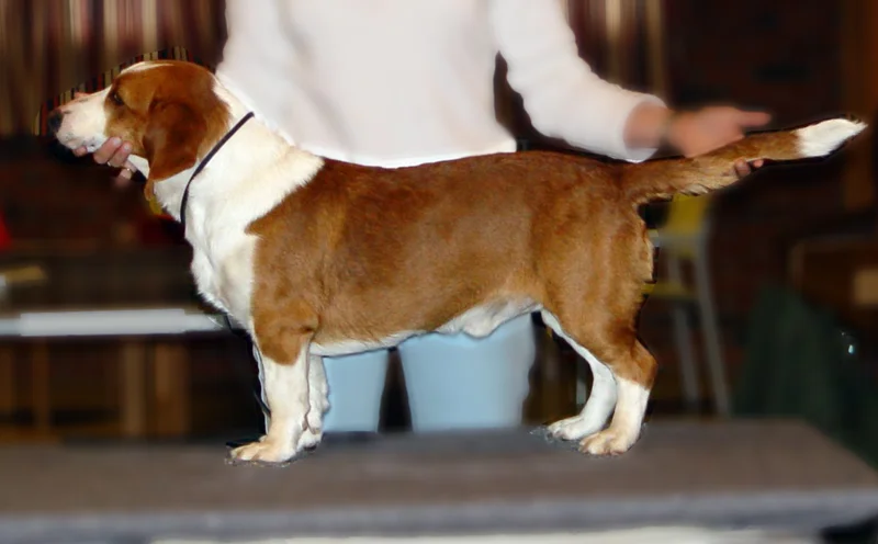 Drever - Dog breed similar to Dumfriesshire Hound