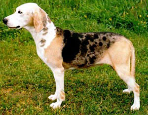 Dunker - Dog breed similar to Dumfriesshire Hound