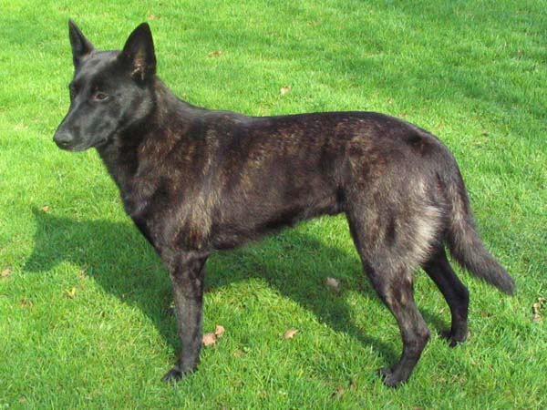 Dutch Shepherd thumbnail 2