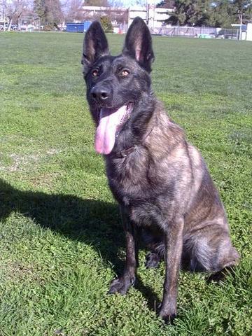 Dutch Shepherd full body photo