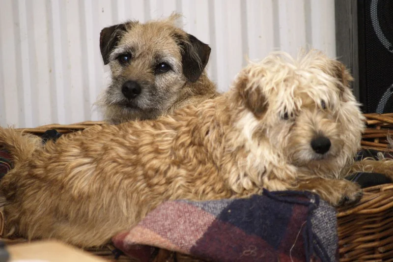 Dutch Smoushond - The Dutch Smoushond is a medium-small, affectionate breed known for its lively nature and history as a vermin control dog. With moderate exercise needs and a charming personality, they make excellent companions.