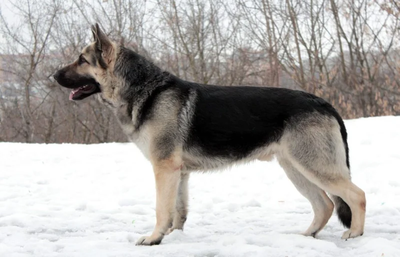 East European Shepherd - Working breed known for being Calm and Confident
