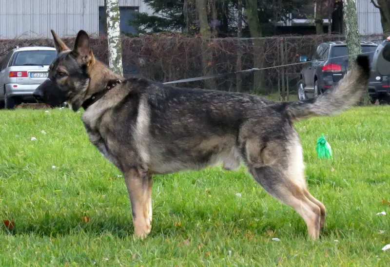 East European Shepherd photo thumbnail 2