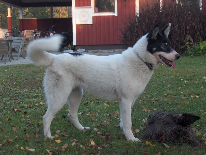 East Siberian Laika - Dog breed similar to Saarloos Wolfdog
