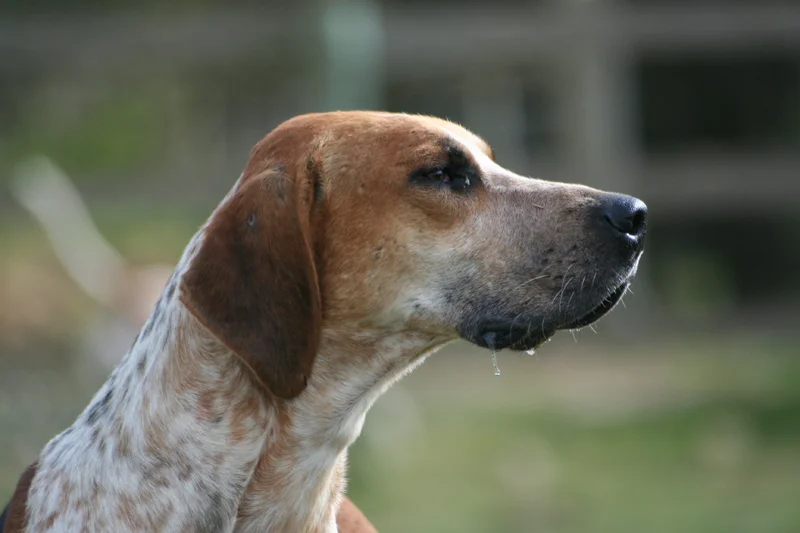 English Foxhound, a 77% match to Bloodhound