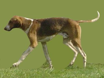 English Foxhound side profile view