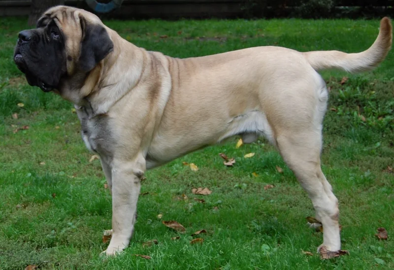 English Mastiff - Working breed known for being Affectionate and Calm