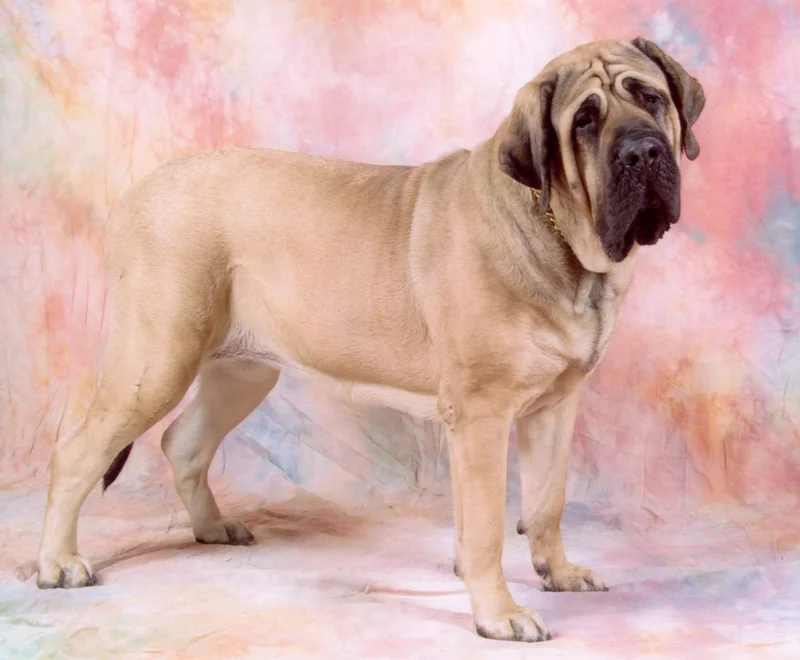 English Mastiff side profile view