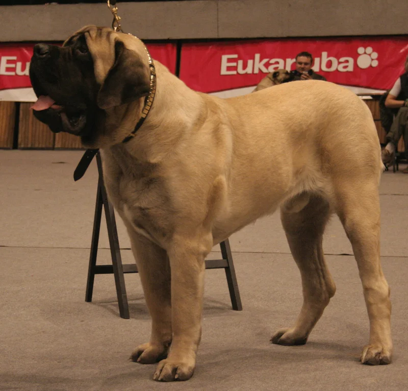 English Mastiff - Dog breed similar to Bullmastiff