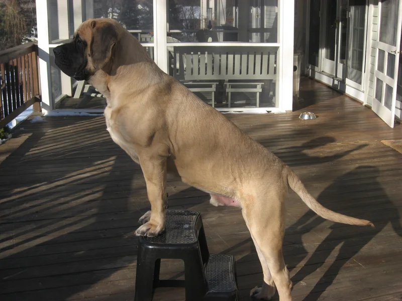English Mastiff photo thumbnail 4