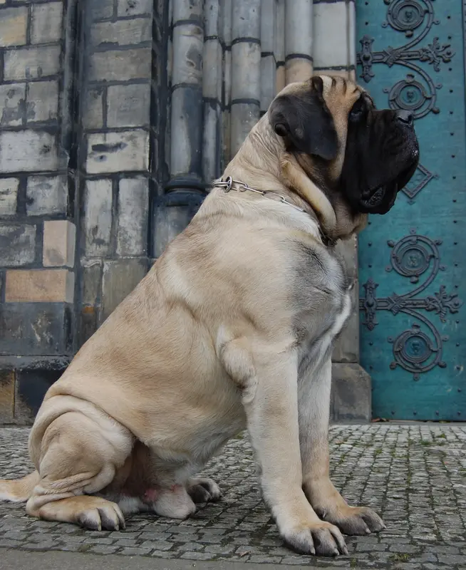 English Mastiff - Image 5