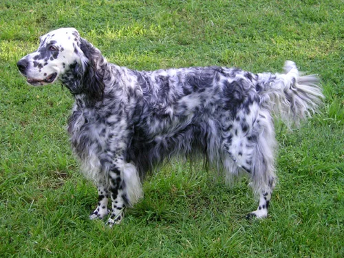 English Setter - Sporting breed known for being Affectionate and Energetic