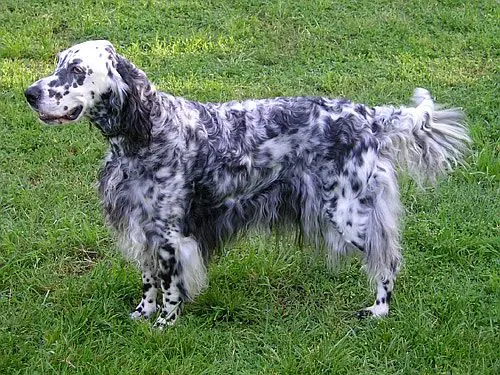 English Setter side profile view