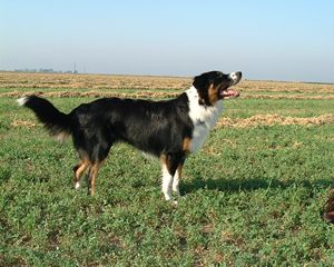 English Shepherd - Herding breed known for being Adaptable and Intelligent