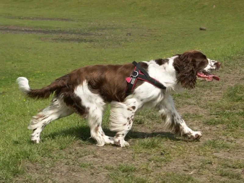 English Springer Spaniel side profile view