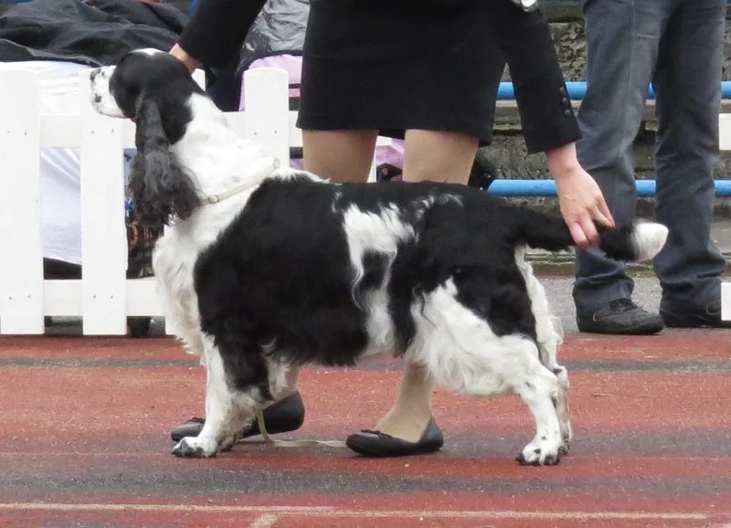 English Springer Spaniel showing breed features