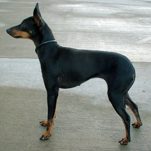 English Toy Terrier (Black & Tan) photo thumbnail 2