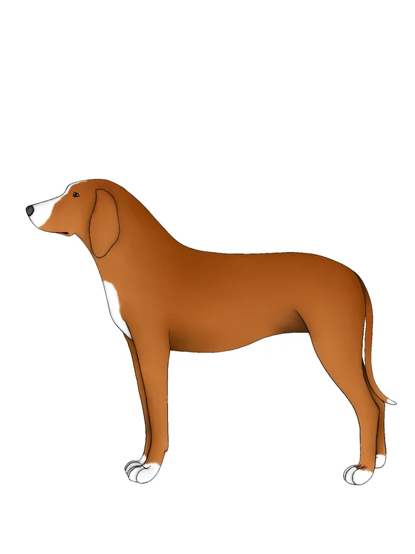 Erbi Txakur - Herding breed known for being Affectionate and Energetic