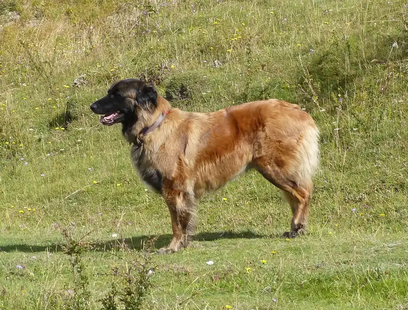 Estrela Mountain Dog photo thumbnail 2