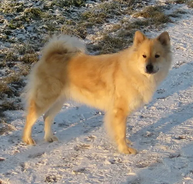 Eurasier side profile view
