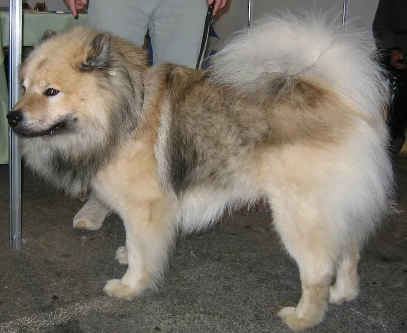Eurasier - Image 1