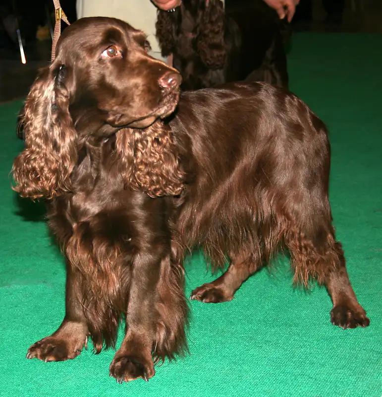 Field Spaniel, a 87% match to Limer