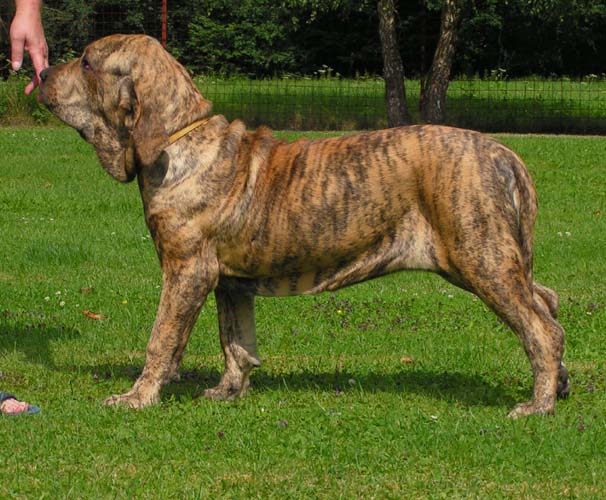 Fila Brasileiro side profile view