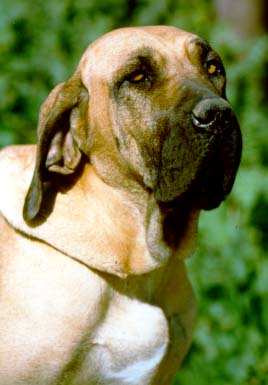 Fila Brasileiro full body photo